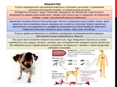 Привитые собаки и возможность заражения бешенством