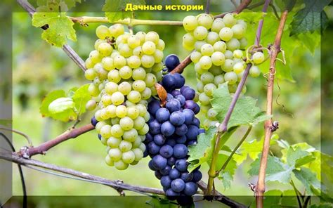 Приготовьте виноград к осеннему покармливанию
