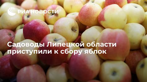 Признаки готовности яблок к сбору: