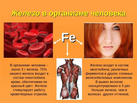 Признаки дефицита железа в организме женщин