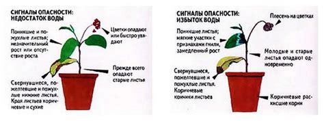 Признаки недостатка влаги в грунте