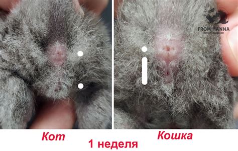 Признаки определения пола котенка после рождения