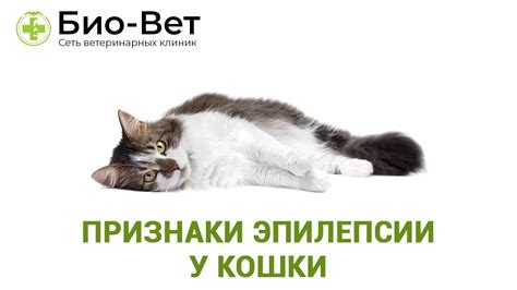 Признаки приступа эпилепсии у кошки