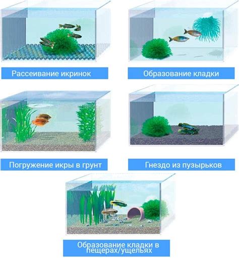 Признаки успешного откладывания икры в аквариуме