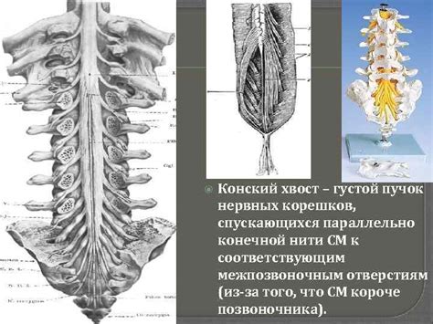 Признаки хвоста