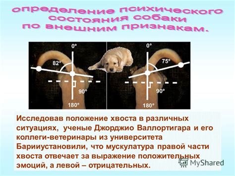 Признаки хвоста в различных ситуациях