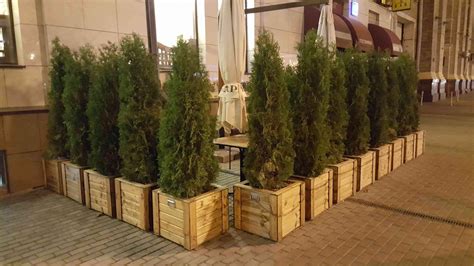 Прикапываем туи в горшках на зиму: преимущества и особенности