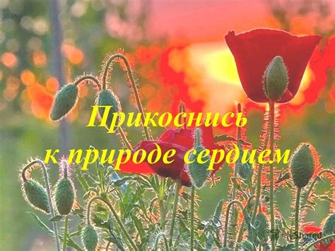 Прикоснись к красоте