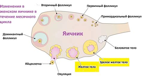 Прикрепление желтого тела после зачатия: важный этап в начале беременности