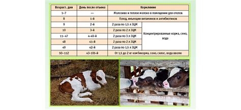 Применение черемицы для кормления КРС