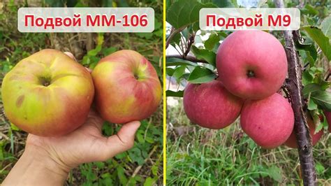 Примеры и результаты посадки семян яблони на разных подвоях