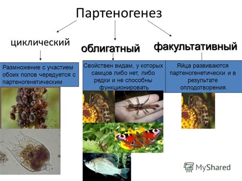 Примеры партеногенеза в животном мире