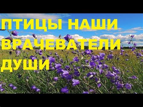 Природа и наслаждение гармонией