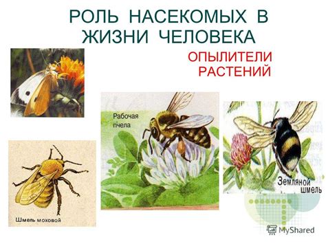 Природный баланс и роль насекомых