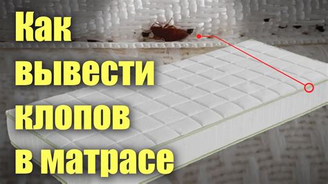 Присутствие гнезд и личинок в матрасе или щелях