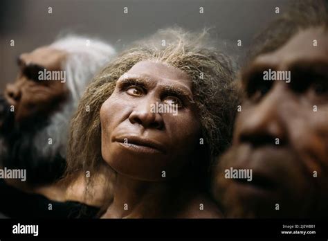 Приход Homo neanderthalensis