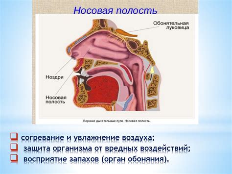 Причина 1: Защита от воздуха и запахов