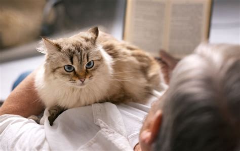 Причины, по которым коты лежат на боку