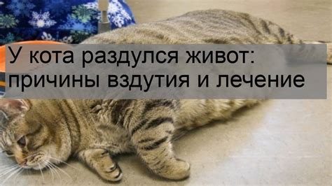 Причины вздутия у котенка