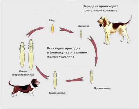 Причины возникновения машинной болезни у собаки