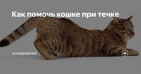 Причины возникновения течки у кошек