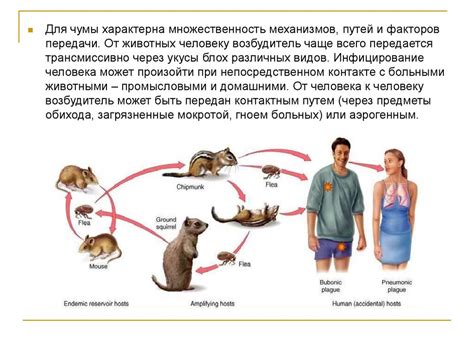 Причины заражения чумой