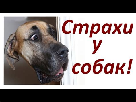 Причины и значение собачьего скулежа