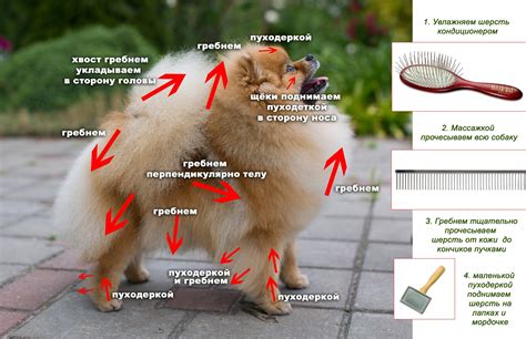 Причины линьки у корги