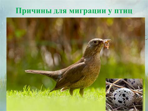 Причины миграции у птиц