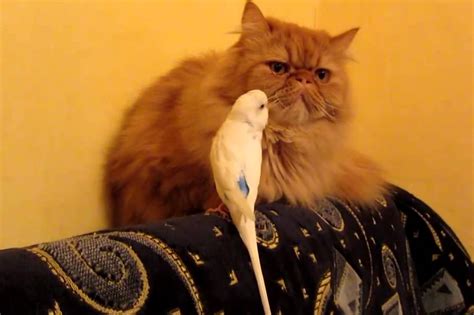 Причины мурлыкания
