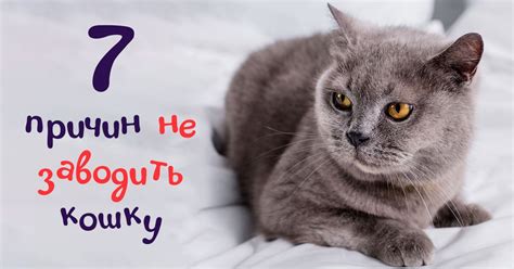 Причины непрекращающегося мяуканья кота