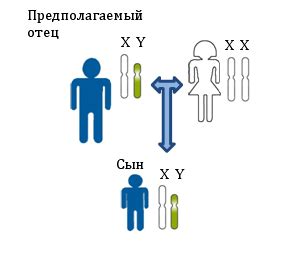Причины отсутствия Y-хромосомы у мужчины