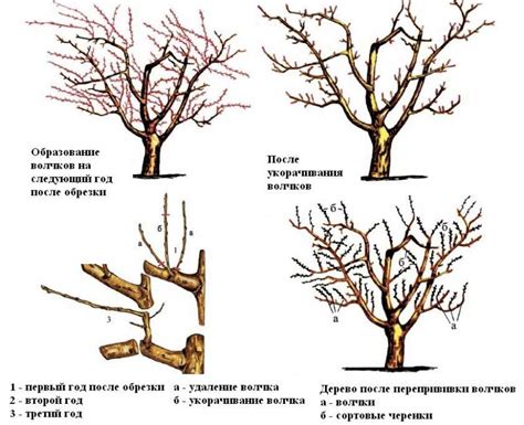 Причины появления волчков на яблоне