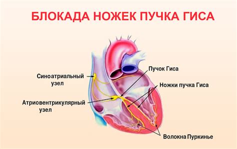 Причины сбоя сердечного ритма