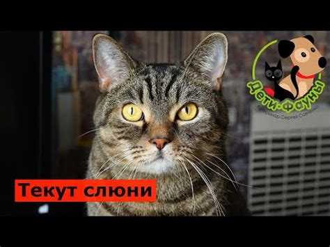 Причины слюнотечения у кошек