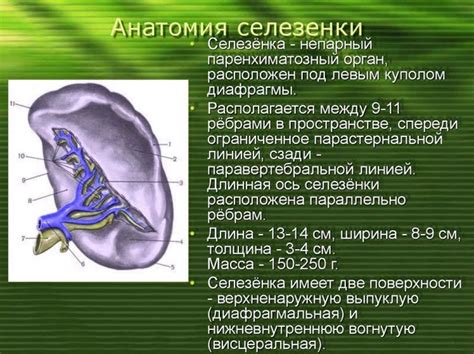 Причины удаления селезенки