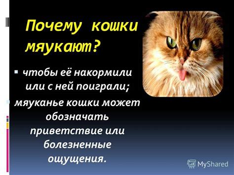 Причины хищнического поведения кота