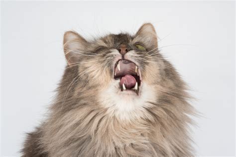 Причины чихания у котов