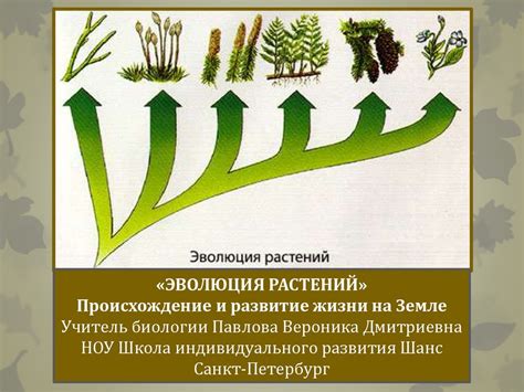 Причины эволюции цветковых растений