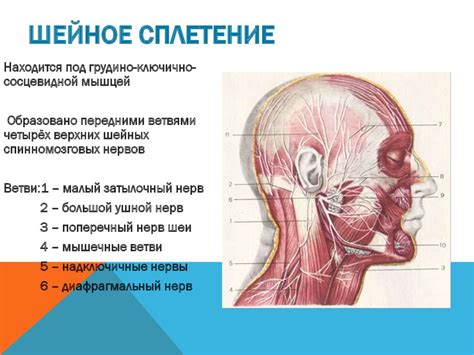 При появлении набухания в области шеи