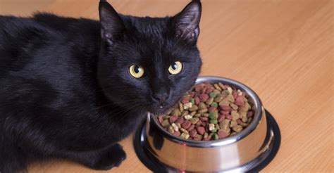 Проверенные продукты для кормления при рвоте котов