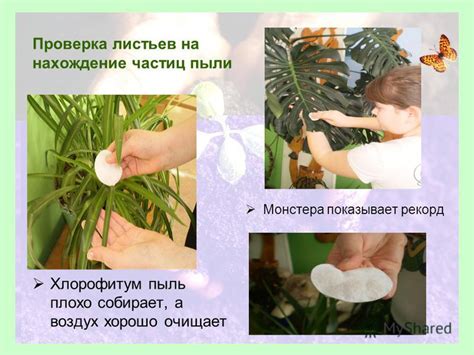 Проверка листьев