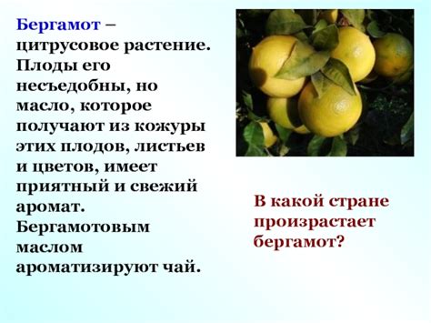 Проверка плодов