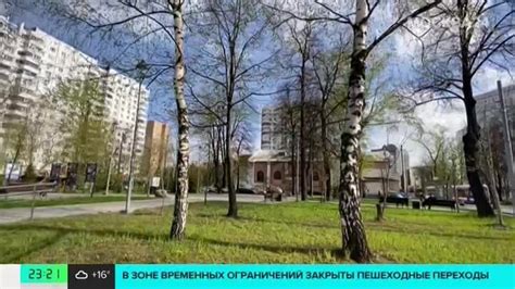Прогноз цветения березы в Москве 2023