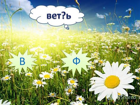 Прогулки по цветущему лугу