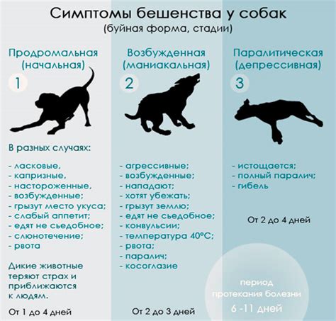 Продвинутые стадии бешенства