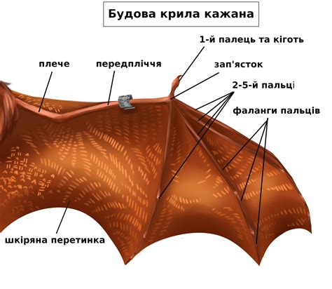 Продолжительность брачного периода у летучих мышей