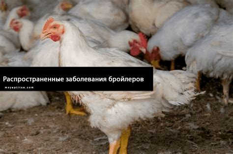Продолжительность и периодичность несения у бройлеров