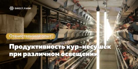 Продуктивность и эффективность несушек