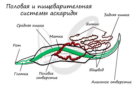 Продукция и переработка пищи у круглых червей